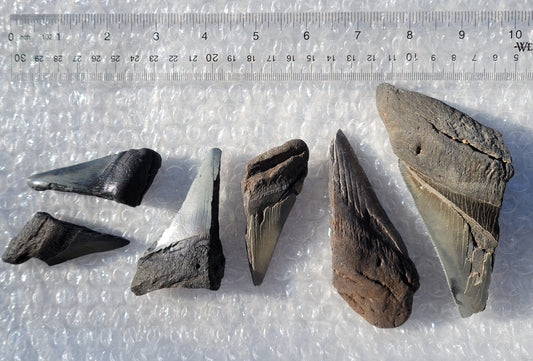 Partial Megalodon Teeth Fossils