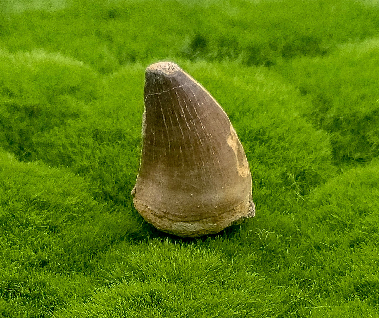 Mosasaurus Tooth Fossil