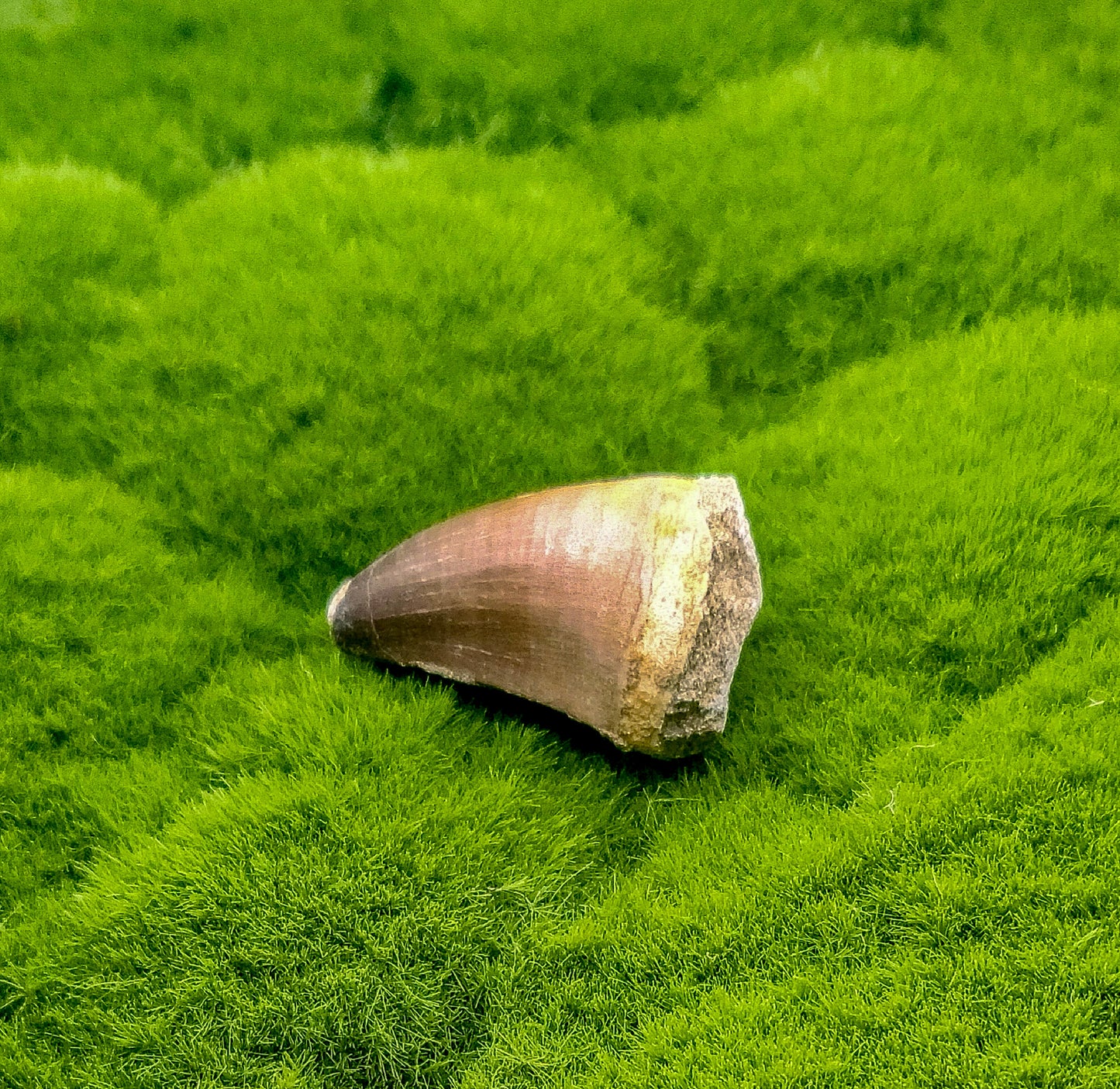 Mosasaurus Tooth Fossil