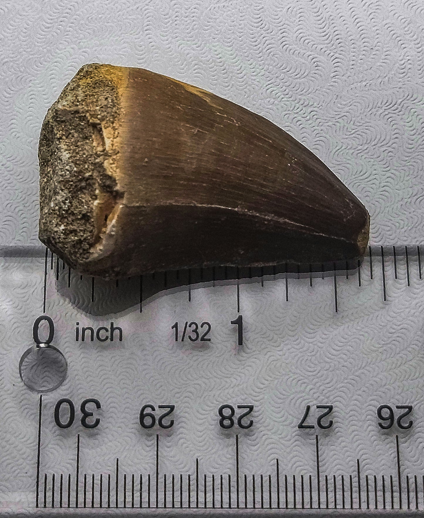 Mosasaurus Tooth Fossil