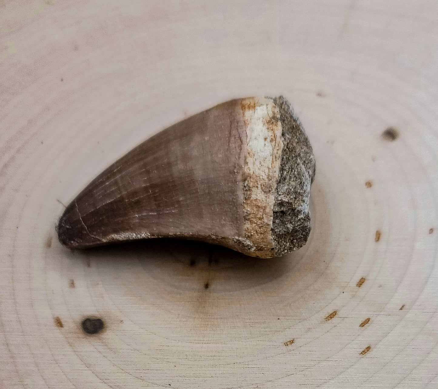 Mosasaurus Tooth Fossil