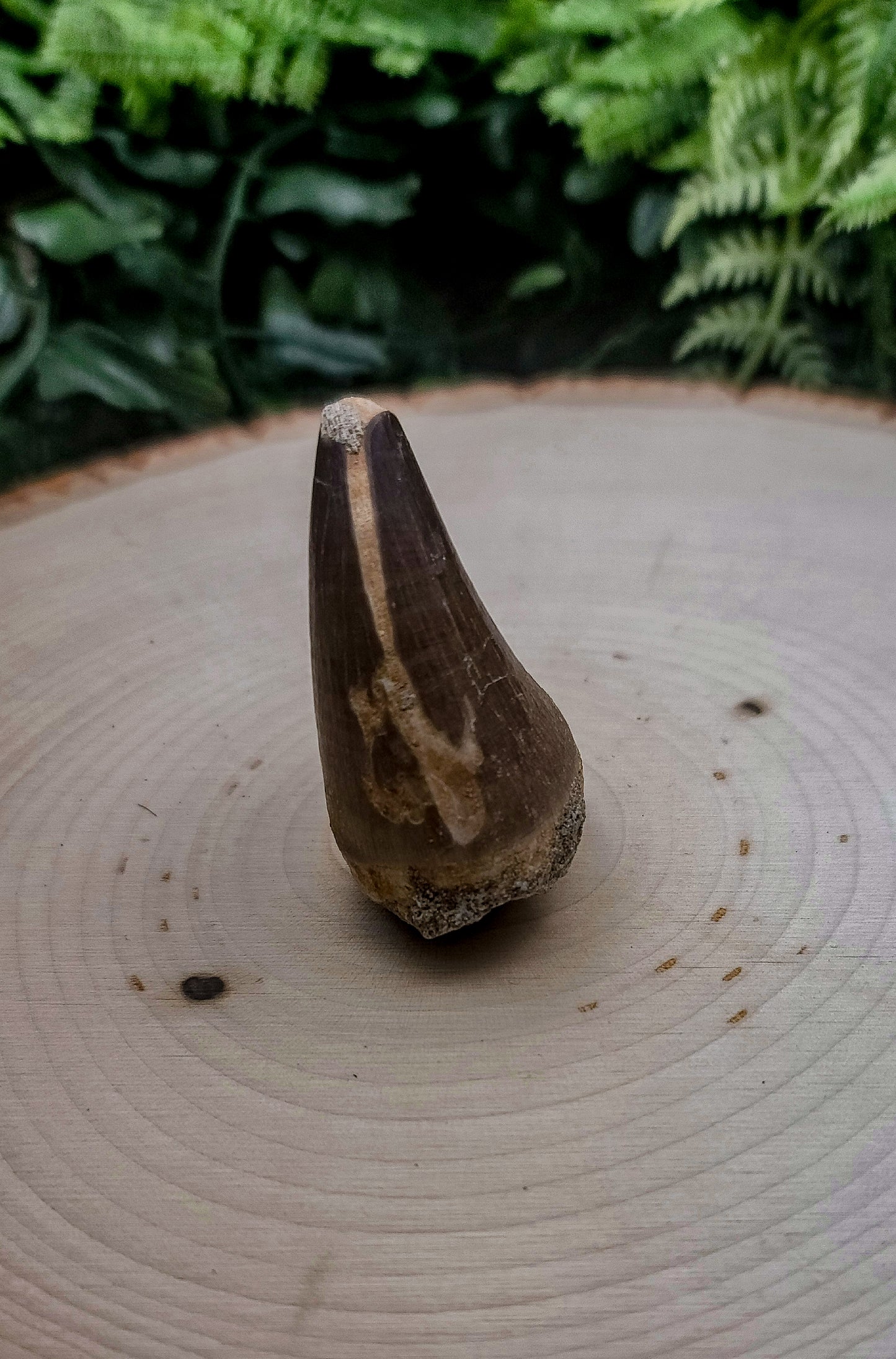 Mosasaurus Tooth Fossil