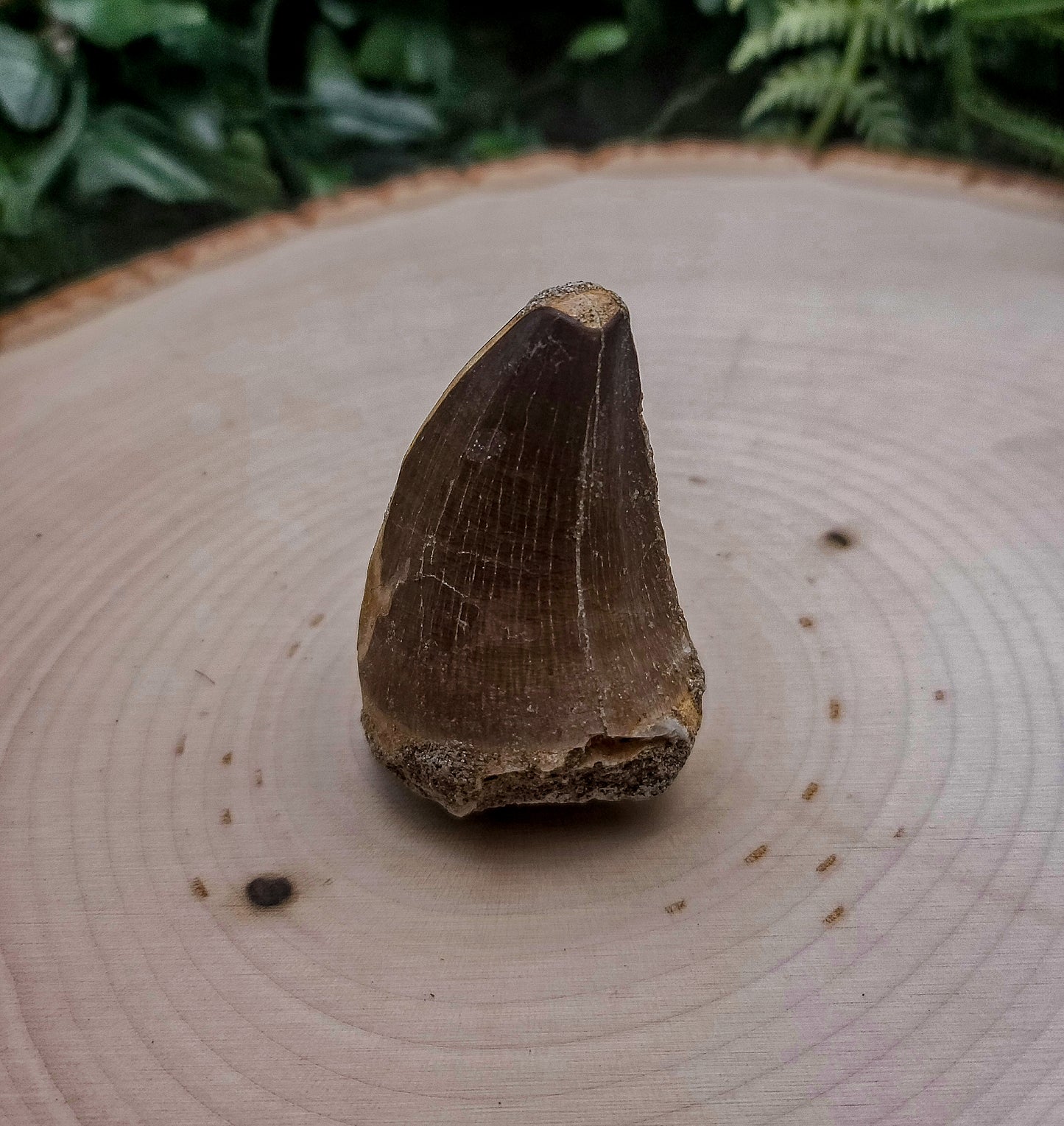 Mosasaurus Tooth Fossil