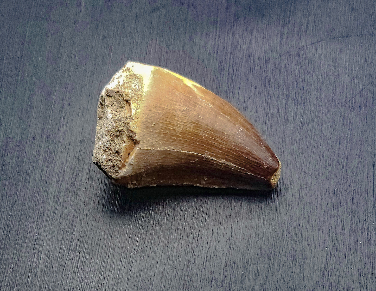 Mosasaurus Tooth Fossil