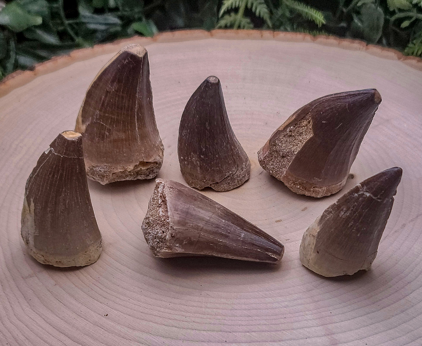 Mosasaurus Tooth Fossil