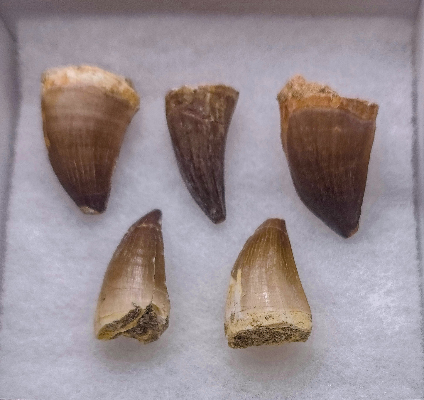 Mosasaurus Tooth Fossil