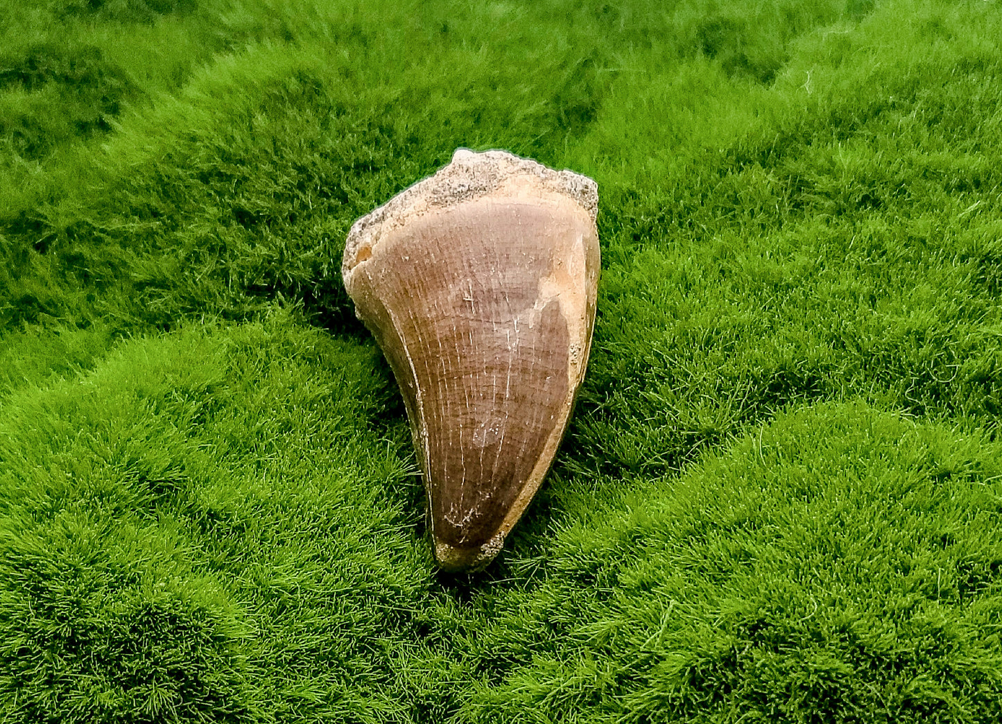 Mosasaurus Tooth Fossil