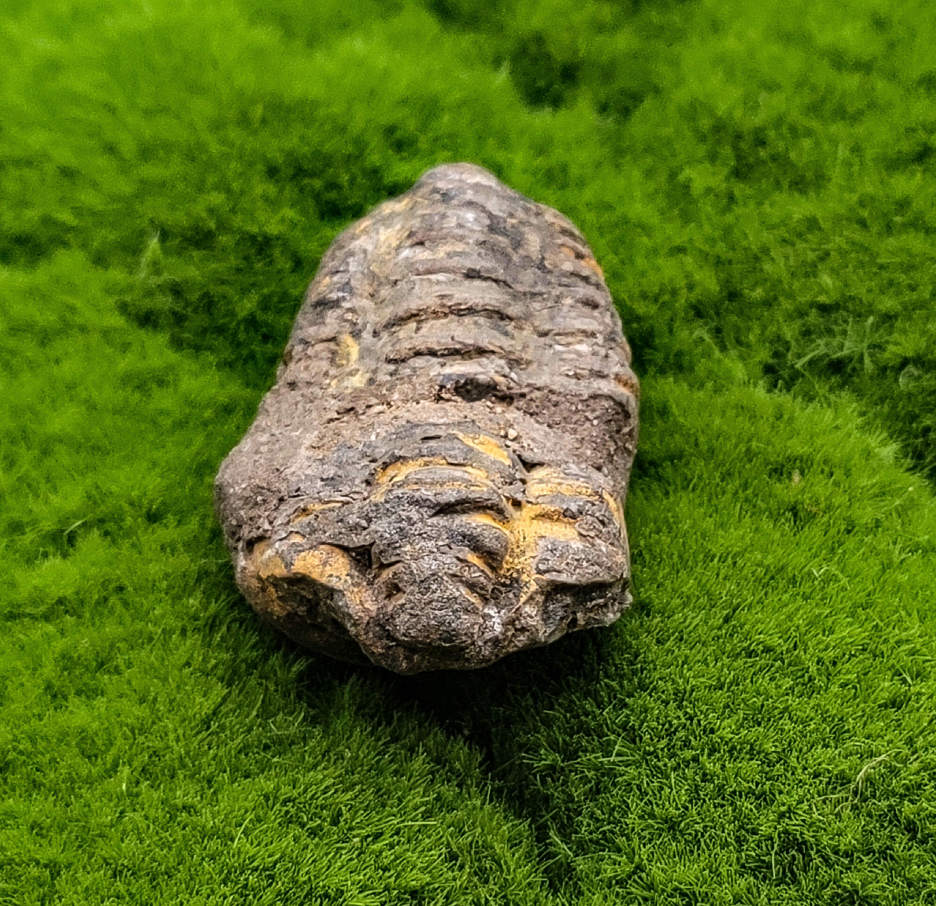 Baby Trilobite Fossil – RSMGALLERY