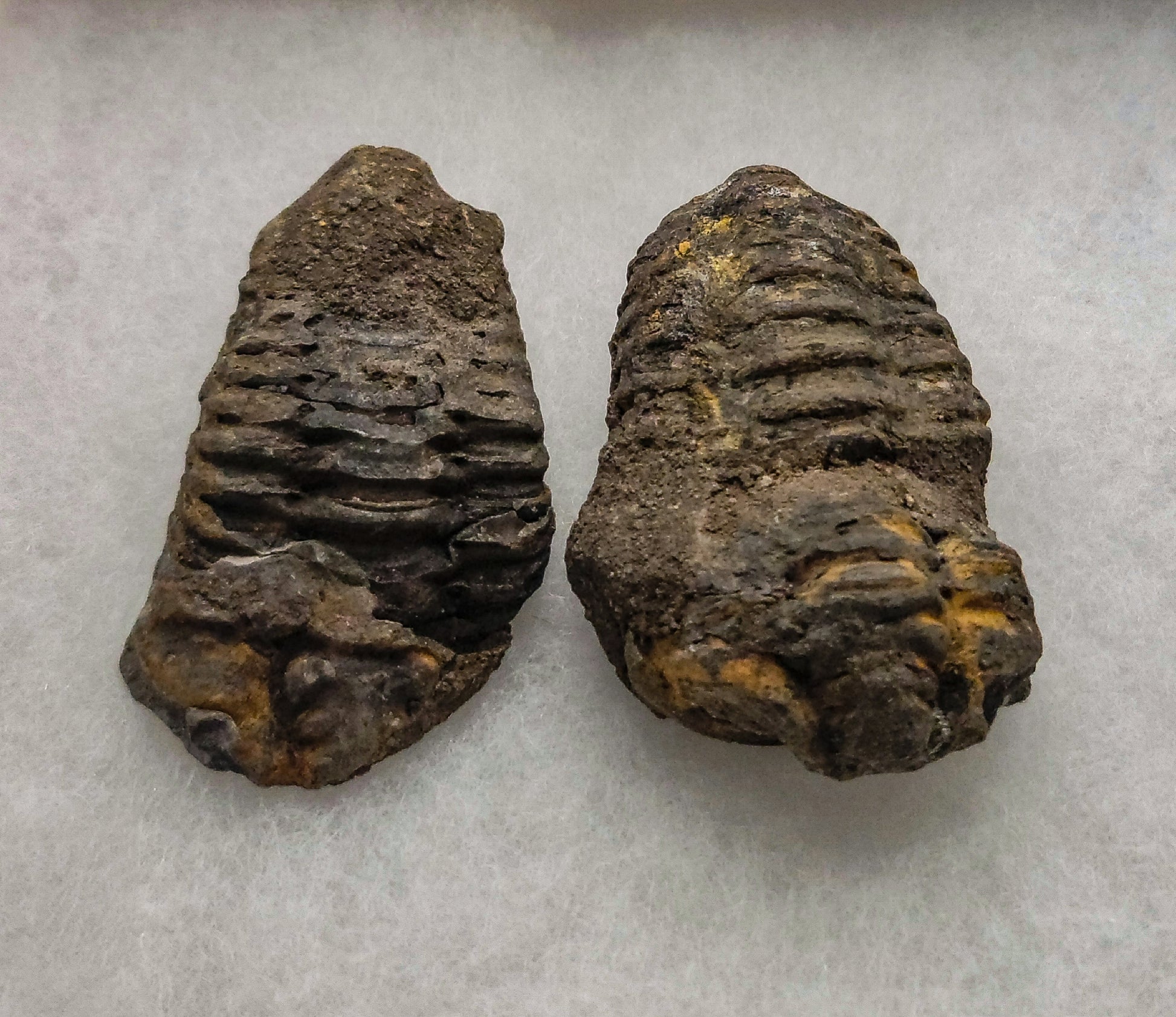 Baby Trilobite Fossil – RSMGALLERY