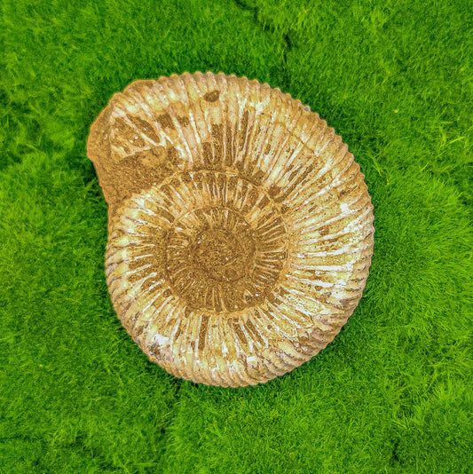 Large Ammonite Fossils